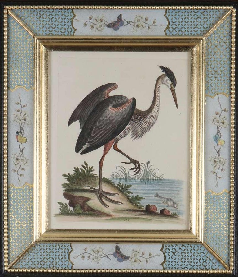 Set of Twelve 18th Century Engravings of Birds For Sale 9
