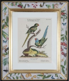 Johann Seligmann: Engravings of Parrots After George Edwards, 1770, Framed