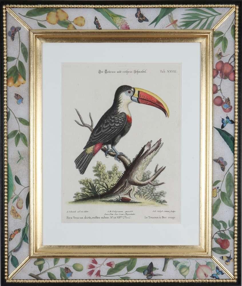 LE PRIX EST POUR CHAQUE TIRAGE ENCADRÉ

"Sammlung Verschiedenr Auslandischer und Selener Vogel", Nuremberg 1770-1773. Édité par Johann Michael Seligmann (1749 -1776) : gravures avec coloration manuelle originale d'après les dessins de George