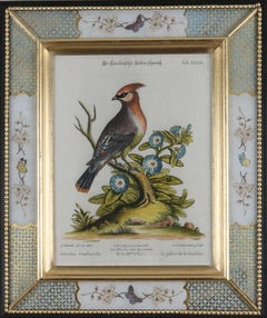George Edwards, Engravings of Birds, published by Seligmann, 1770. 
