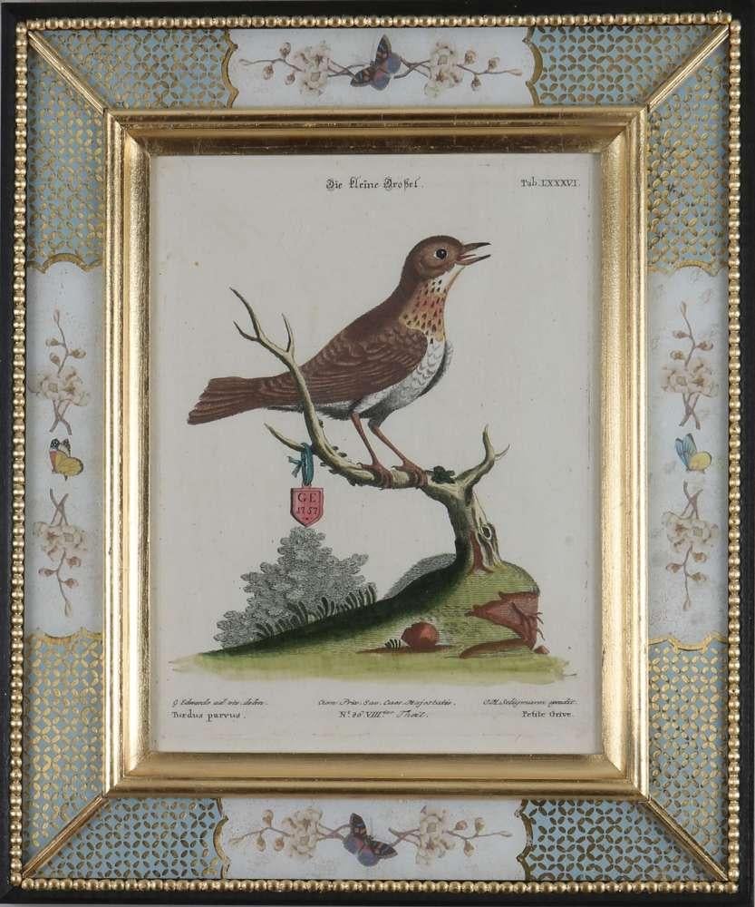 George Edwards, Engravings of Birds, publié par Seligmann, 1770. 1