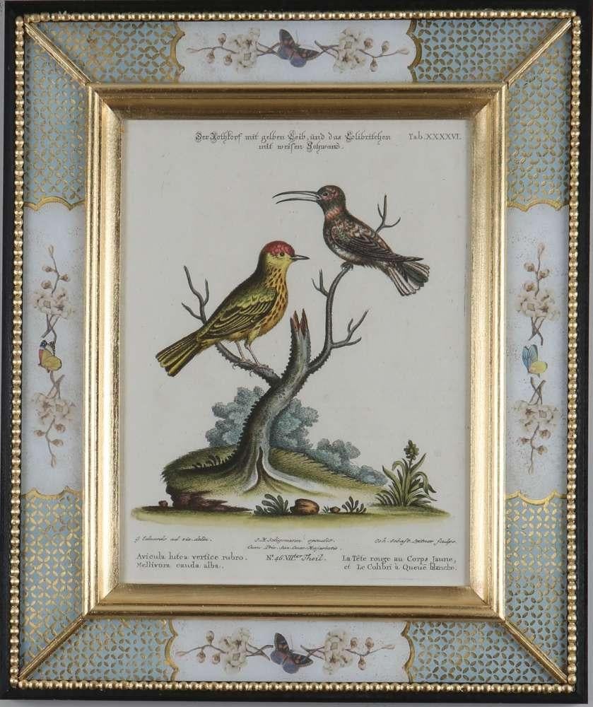 George Edwards, Engravings of Birds, published by Seligmann, 1770.  2