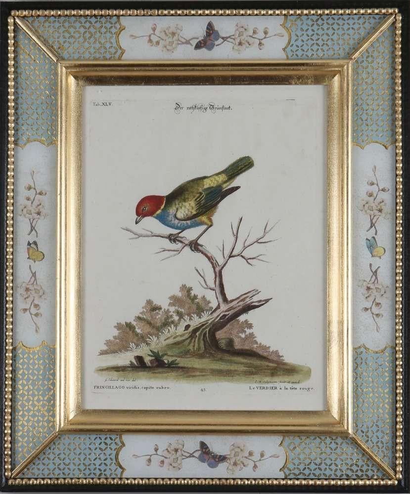 George Edwards, Engravings of Birds, published by Seligmann, 1770.  4