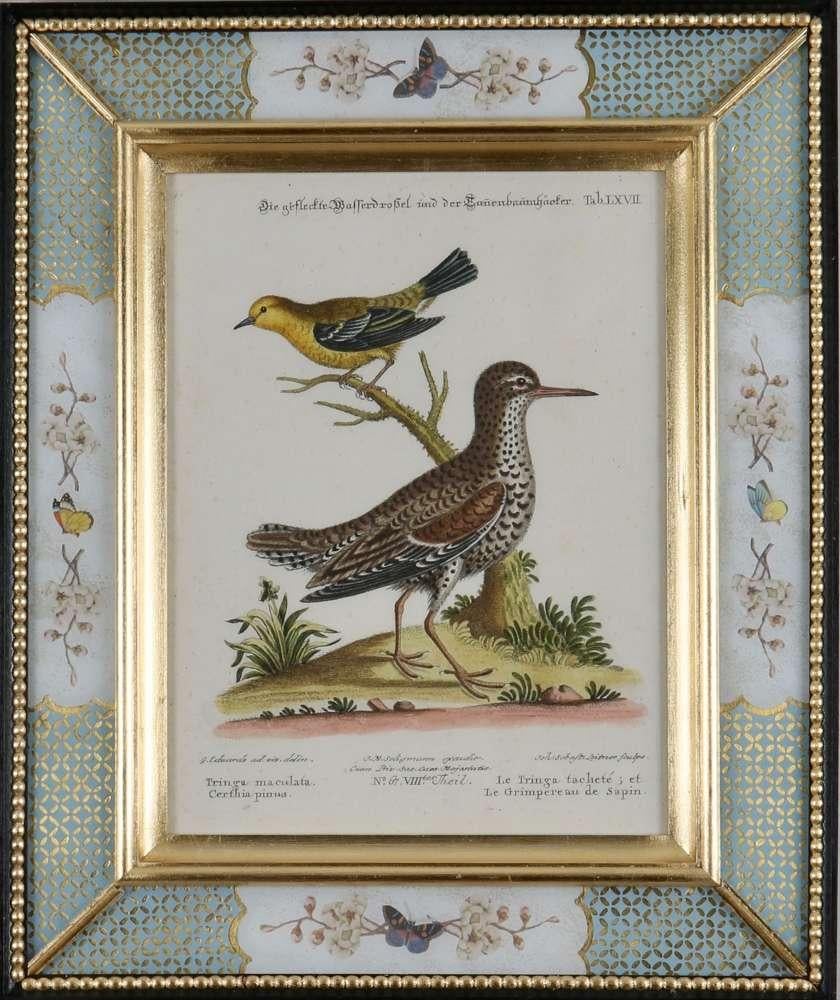 George Edwards, Engravings of Birds, published by Seligmann, 1770.  12