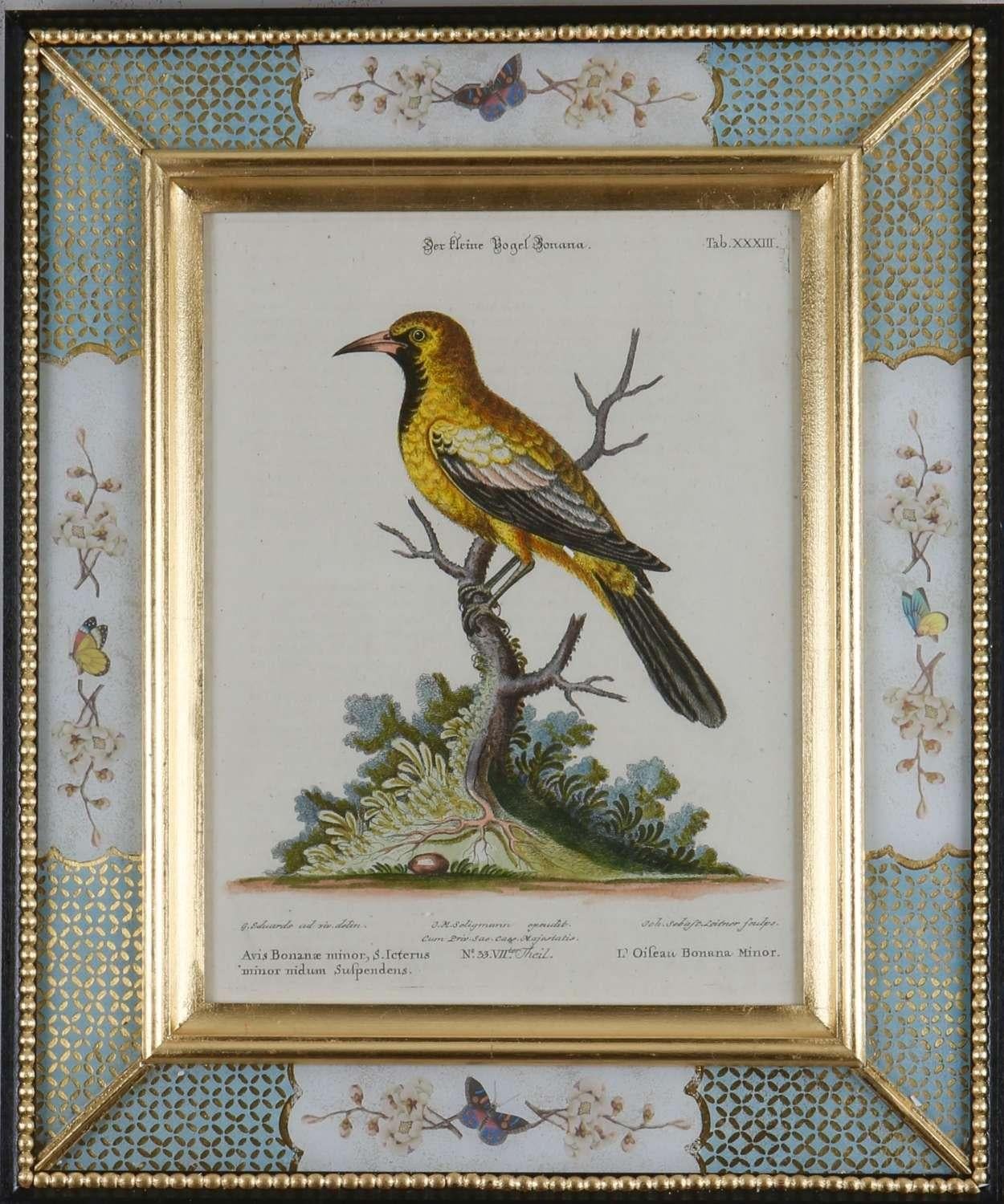 George Edwards, Engravings of Birds, publié par Seligmann, 1770. 14