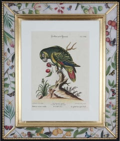 Antique  George Edwards, Engravings of Parrots, published by Seligmann. 