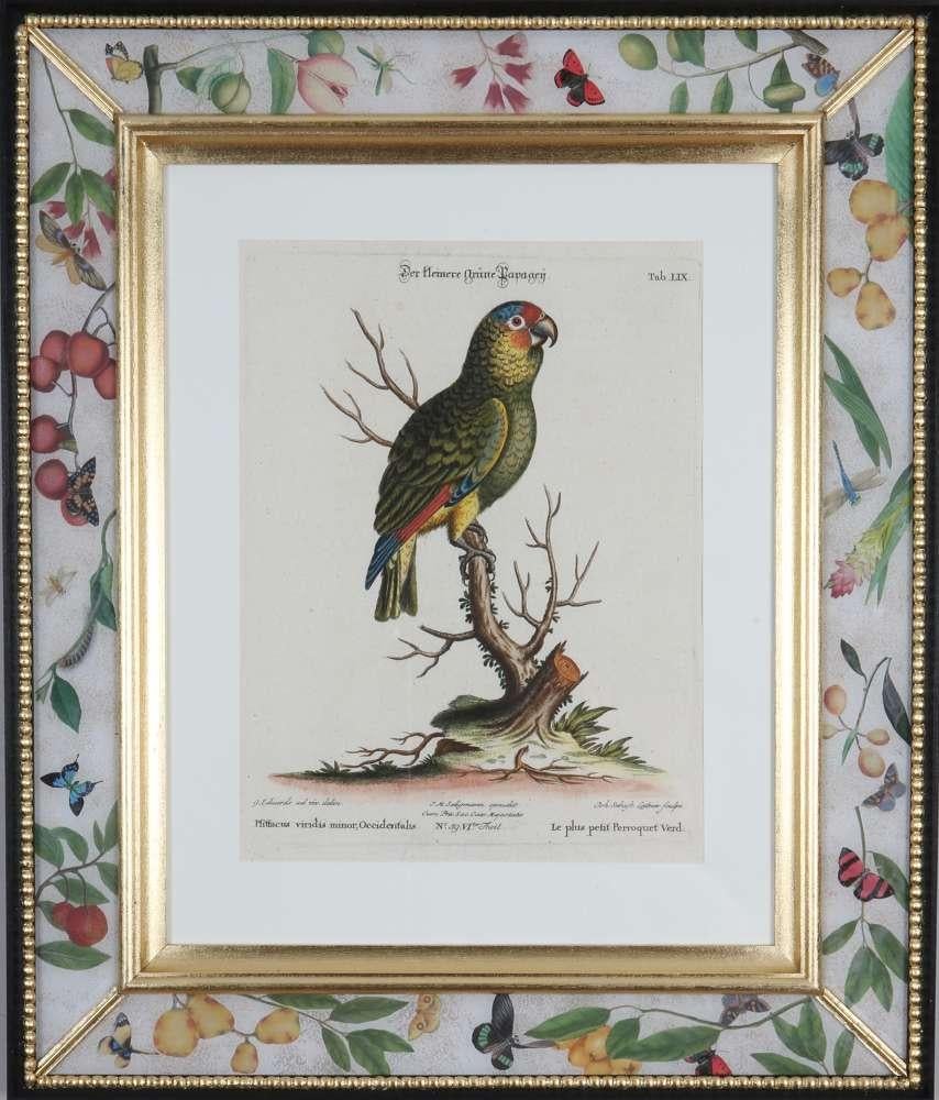 George Edwards, Grabados de loros, publicado por Seligmann. en venta 2