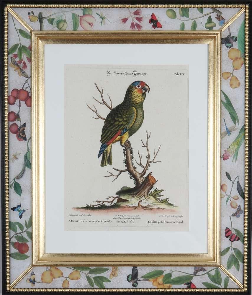  George Edwards, Engravings of Parrots, publié par Seligmann.  en vente 2