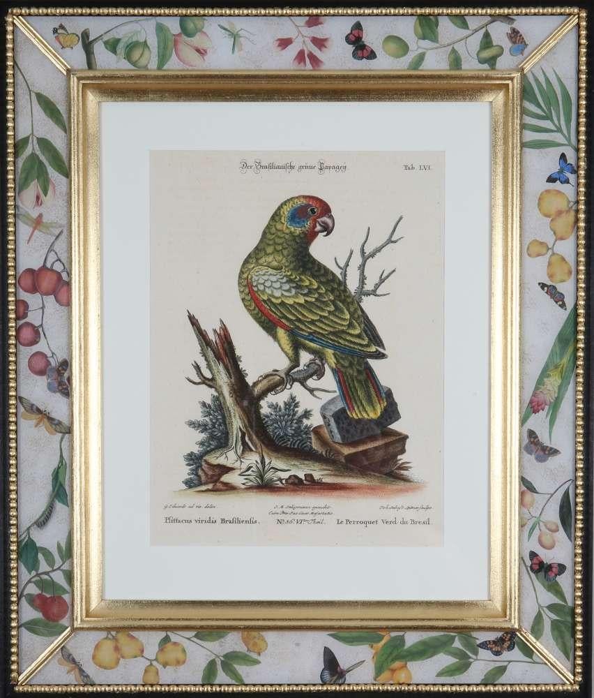  George Edwards, Engravings of Parrots, veröffentlicht von Seligmann.  im Angebot 8