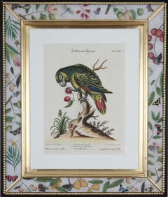 George Edwards, Engravings of Parrots, published by Seligmann.