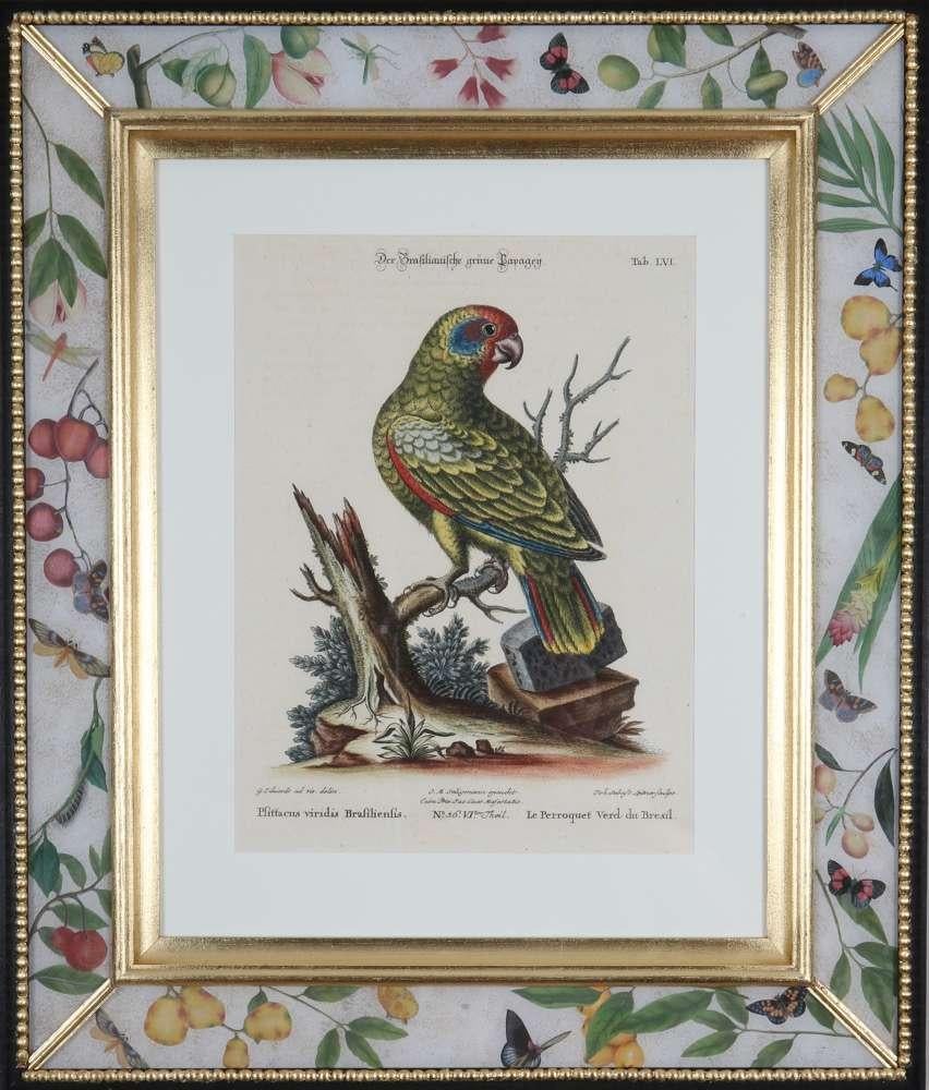George Edwards, Grabados de loros, publicado por Seligmann. en venta 3