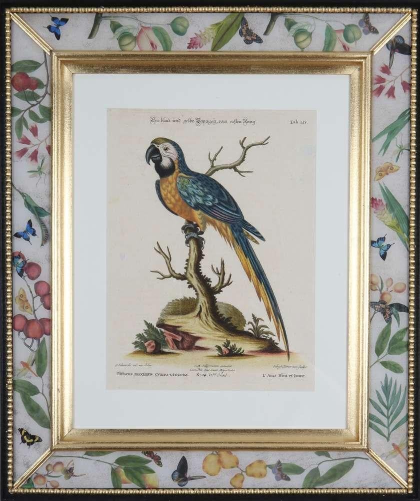 George Edwards, Grabados de loros, publicado por Seligmann. en venta 9