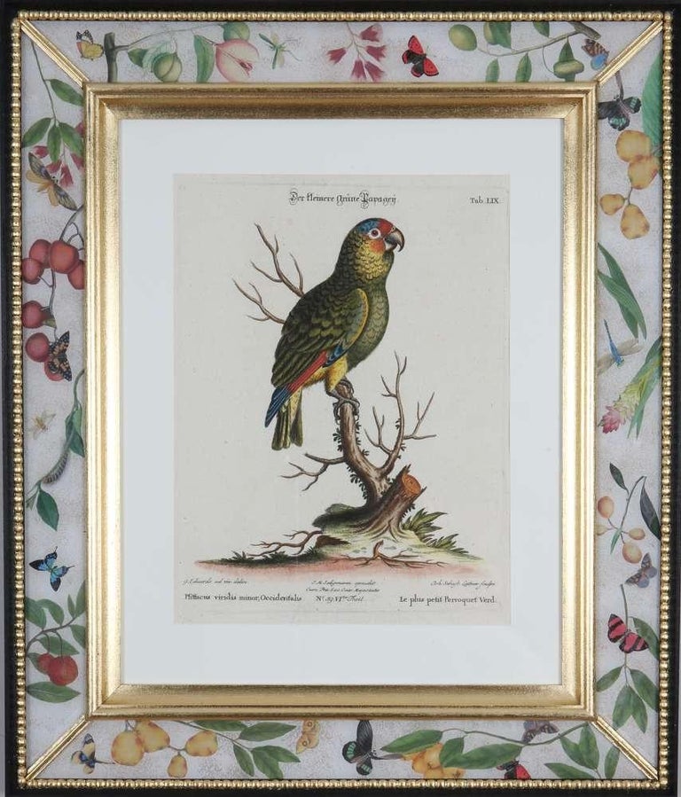 George Edwards: Set of Twelve Parrots,Published by Seligmann. For Sale 2