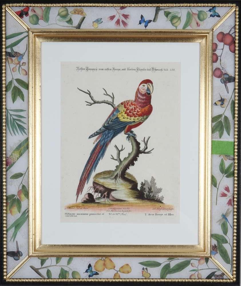 George Edwards : Ensemble de douze perroquets, publié par Seligmann. en vente 4