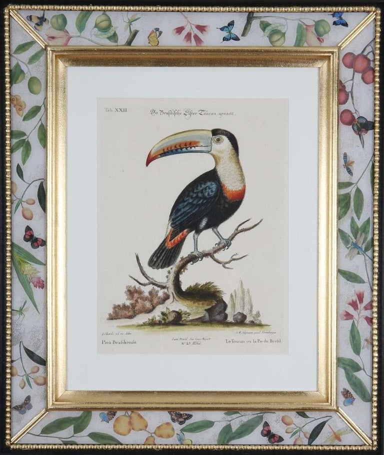 George Edwards: Set of Twelve Parrots,Published by Seligmann. For Sale 6