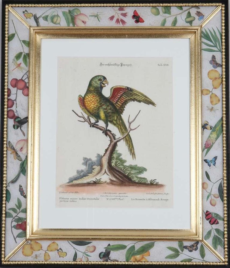 George Edwards: Set of Twelve Parrots,Published by Seligmann. For Sale 10