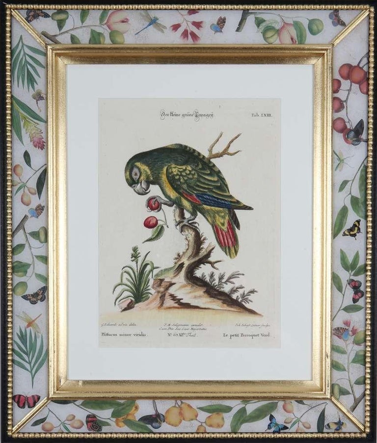 George Edwards: Set of Twelve Parrots,Published by Seligmann. For Sale 11