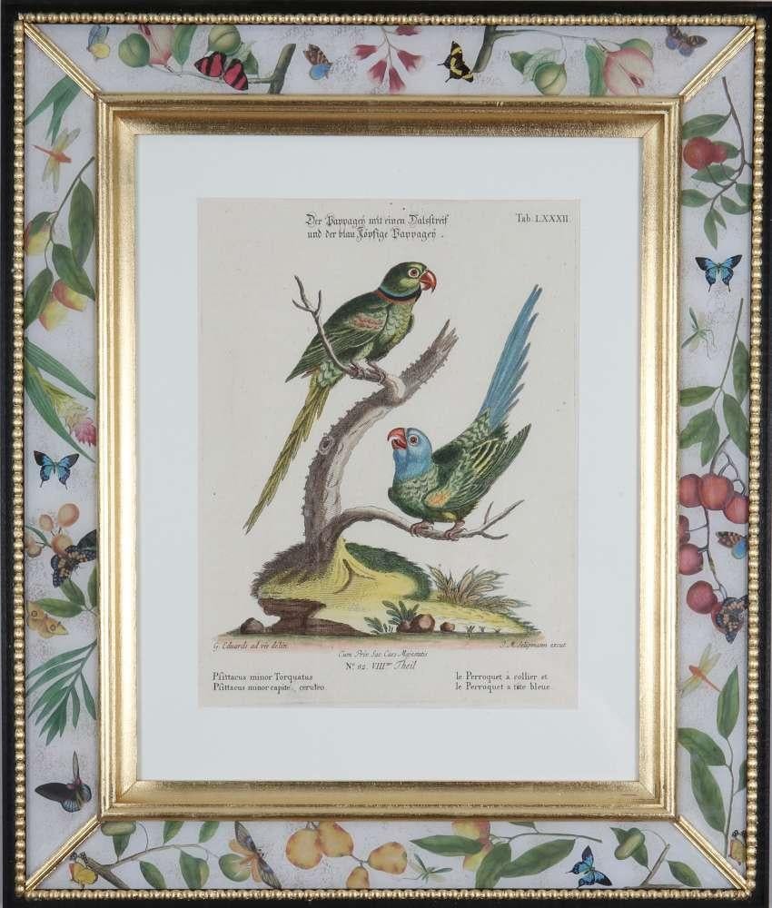 George Edwards : Ensemble de douze perroquets, publié par Seligmann. en vente 12