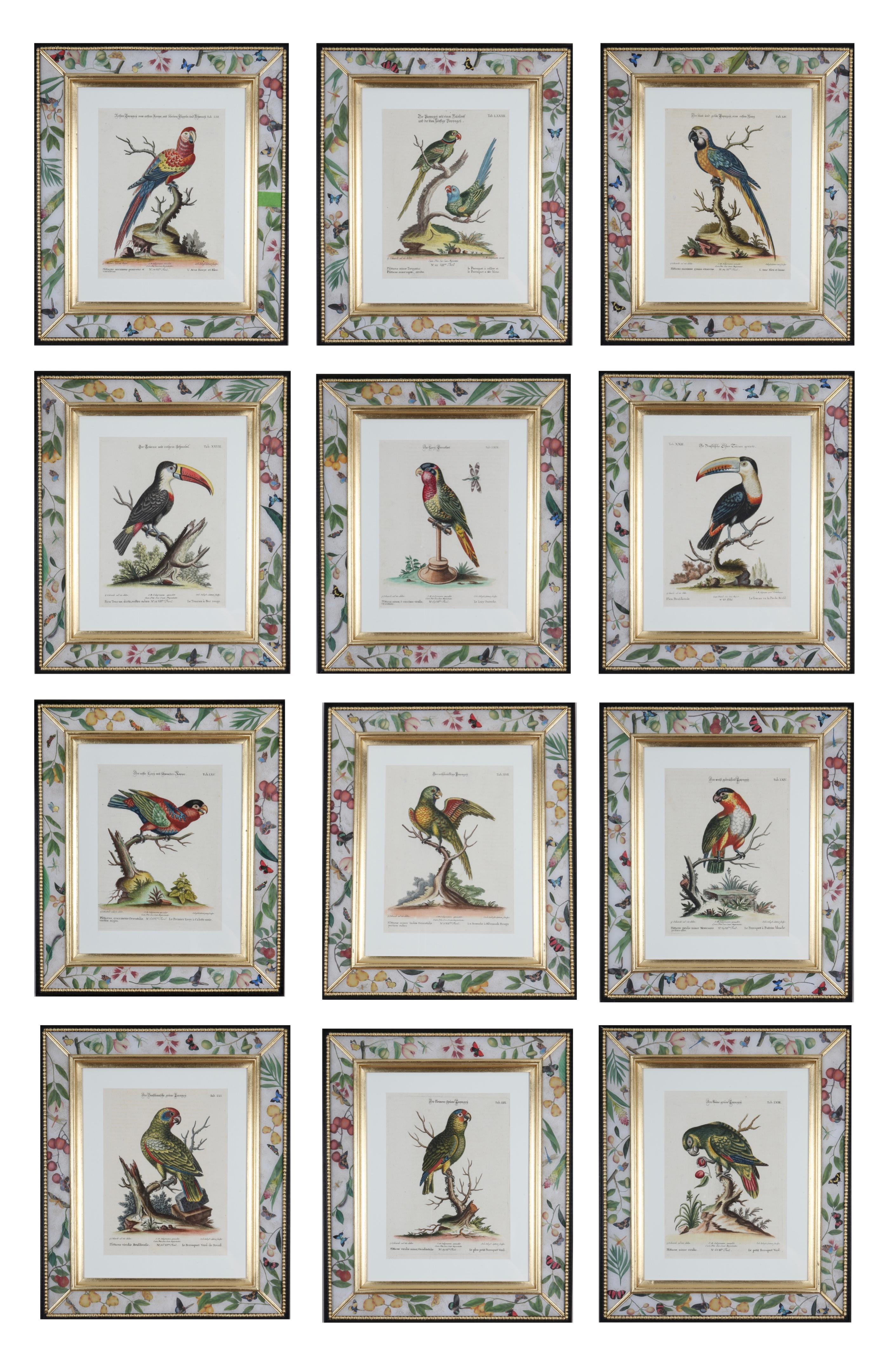 George Edwards : Ensemble de douze perroquets, publié par Seligmann.