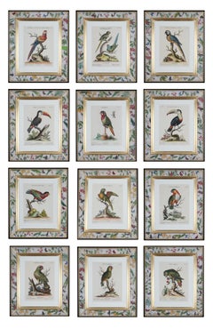 George Edwards: Set of Twelve Parrots,Published by Seligmann.