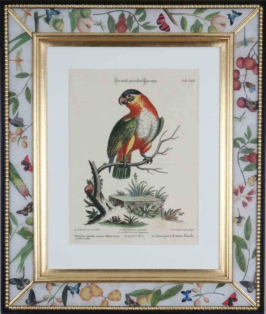  George Edwards, Engravings of Parrots, veröffentlicht von Seligmann.  im Angebot 7