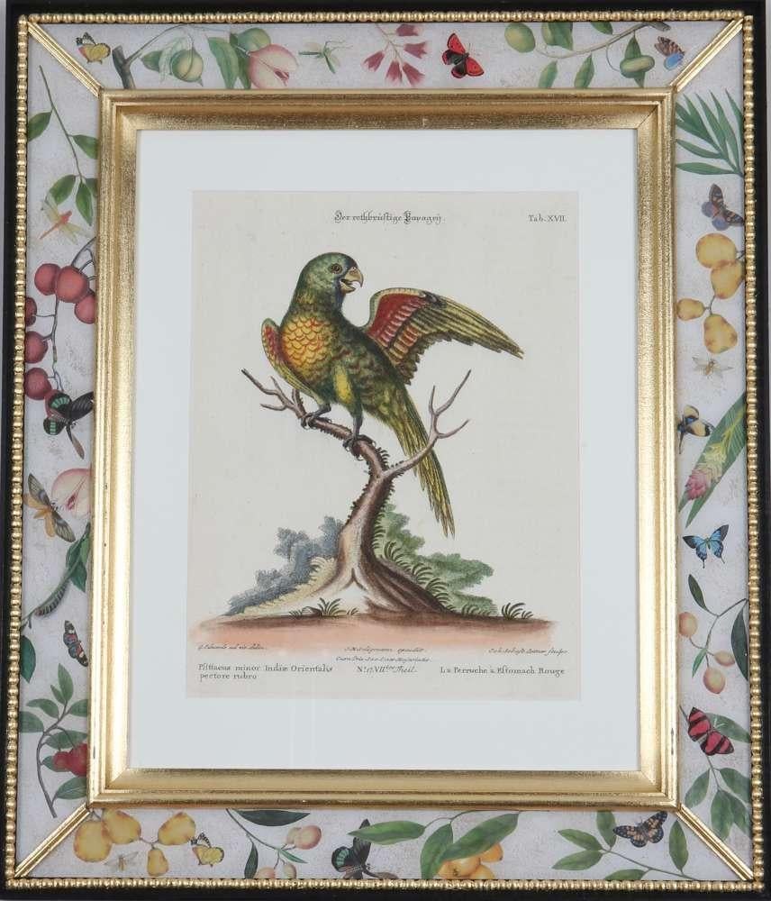 George Edwards, Engravings of Parrots, publié par Seligmann.  en vente 9