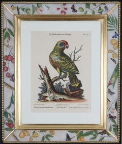 George Edwards, Engravings of Parrots, published by Seligmann.