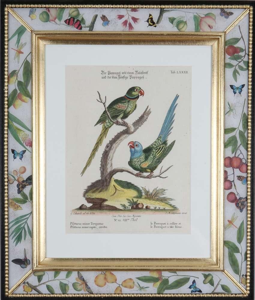 George Edwards, Grabados de loros, publicado por Seligmann. en venta 3