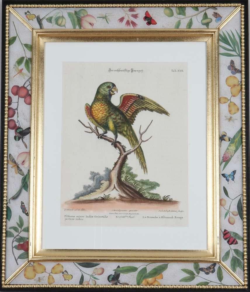 George Edwards, Grabados de loros, publicado por Seligmann. en venta 5