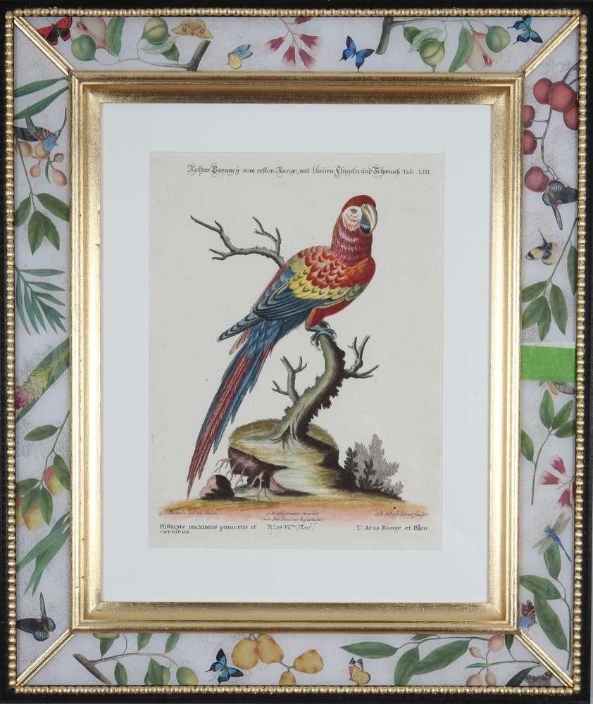 George Edwards, Grabados de loros, publicado por Seligmann. en venta 1