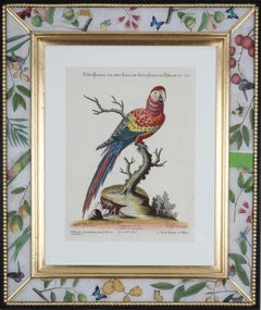 George Edwards, Engravings of Parrots, published by Seligmann.