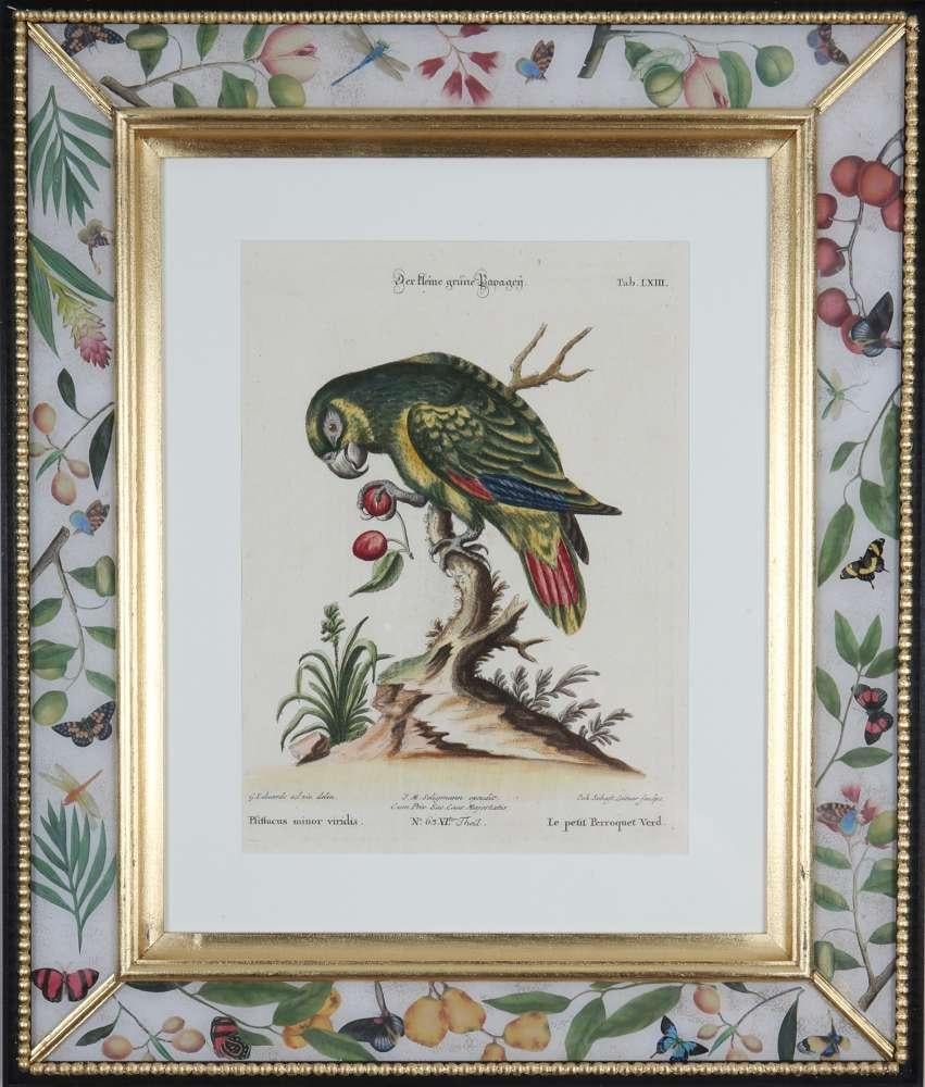 George Edwards, Grabados de loros, publicado por Seligmann. en venta 9