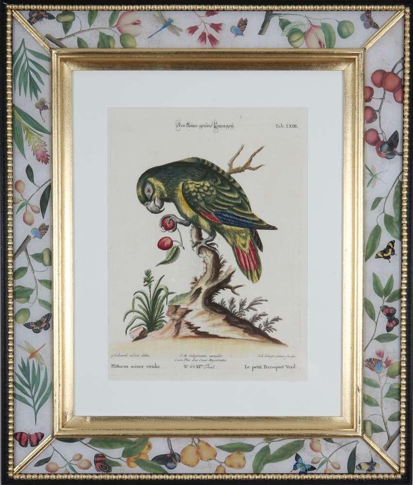  George Edwards, Engravings of Parrots, veröffentlicht von Seligmann.  im Angebot 9