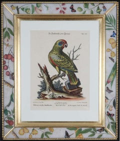  George Edwards, Engravings of Parrots, publié par Seligmann. 