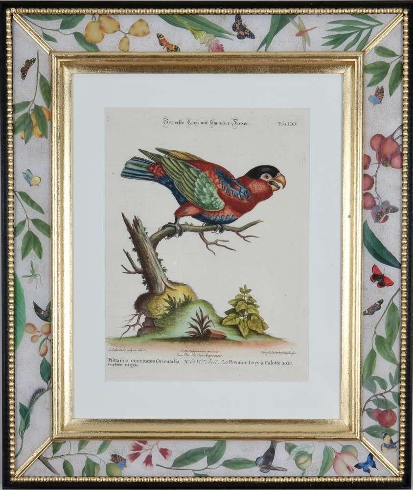 PRICE IS FOR EACH FRAMED PRINT

"Sammlung Verschiedenr Auslandischer und Selener Vogel", Nuremberg 1770-1773. Edited by Johann Michael Seligmann (1749 -1776): engravings with original hand-colouring after the drawings by George Edwards.

A prominent