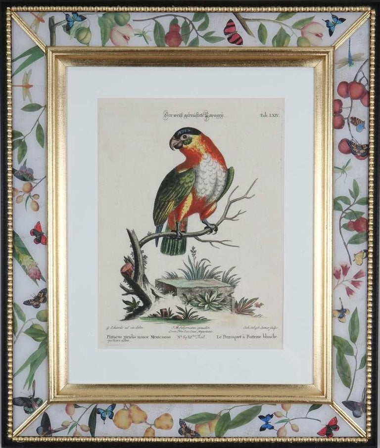 PRICE IS FOR EACH FRAMED PRINT

"Sammlung Verschiedenr Auslandischer und Selener Vogel", Nuremberg 1770-1773. Edited by Johann Michael Seligmann (1749 -1776): engravings with original hand-colouring after the drawings by George Edwards.

A prominent