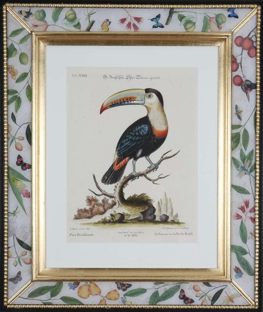 George Edwards, Grabados de loros, publicado por Seligmann.