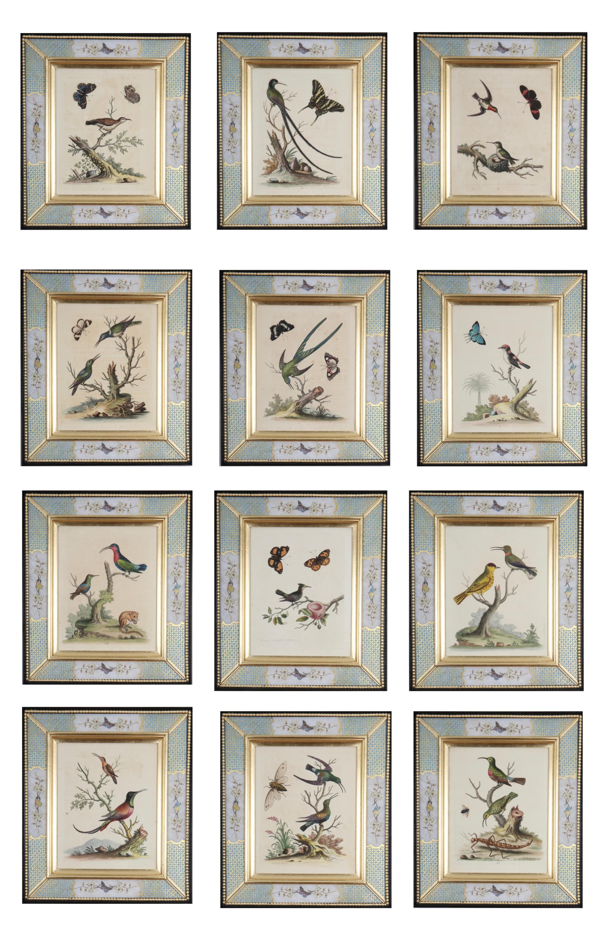 George Edwards: Ein Satz von zwölf Radierungen von Hummingbirds aus dem 18. Jahrhundert