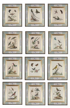 George Edwards : A Set of Twelve 18th Century Etchings of Hummingbirds