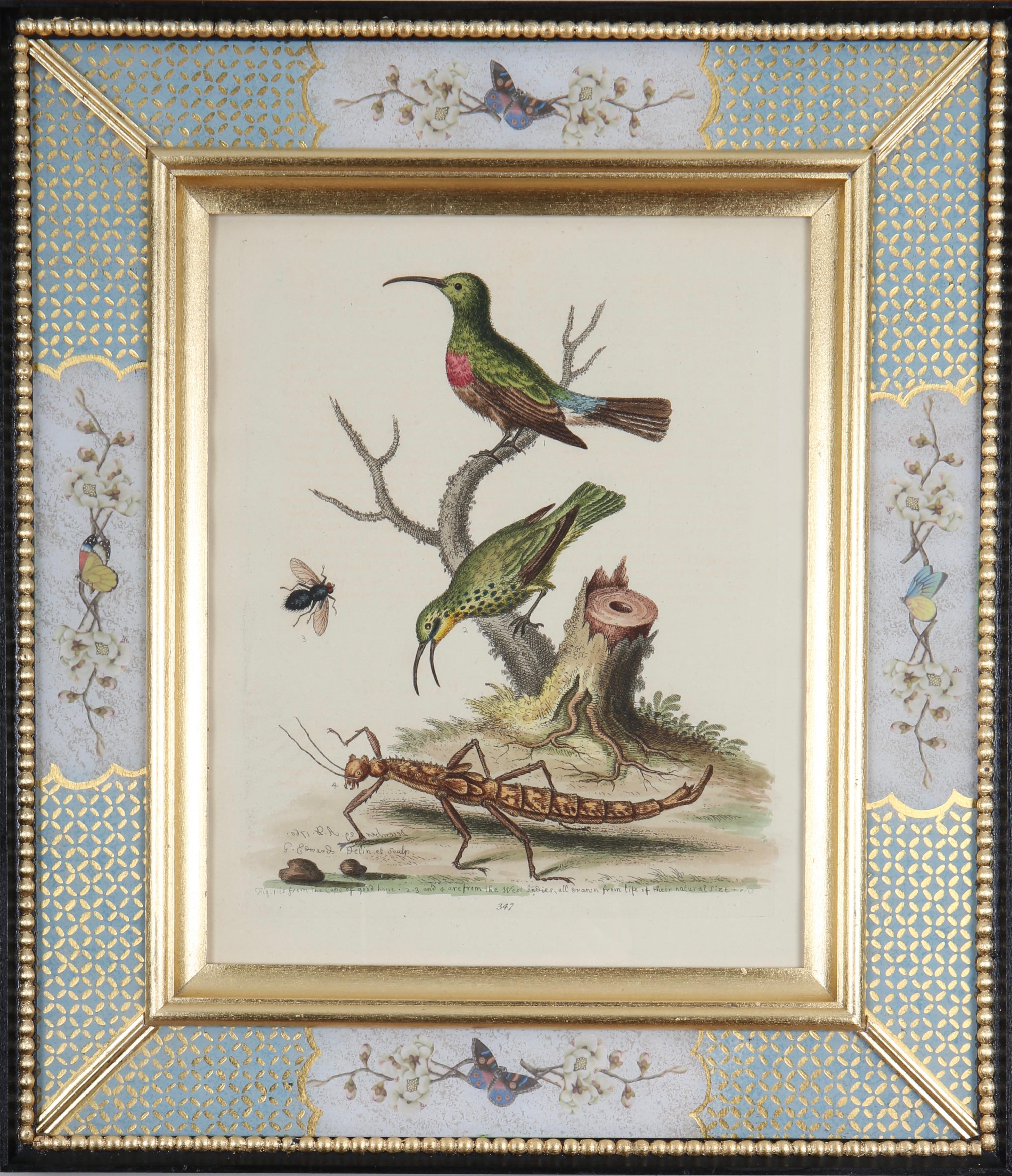 George Edwards: Ein Satz von zwölf Radierungen von Hummingbirds aus dem 18. Jahrhundert im Angebot 1