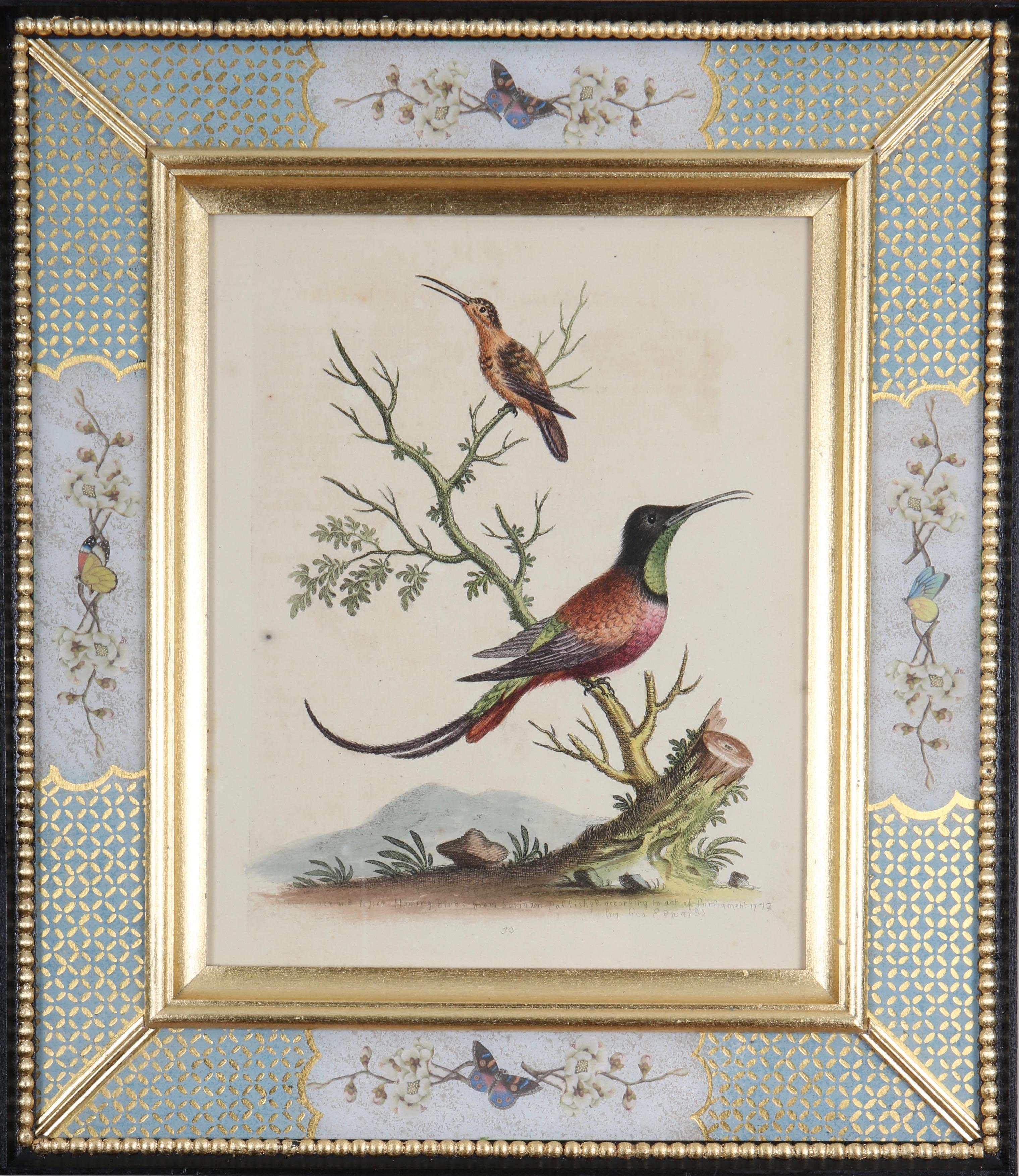 George Edwards : A Set of Twelve 18th Century Etchings of Hummingbirds For Sale 2