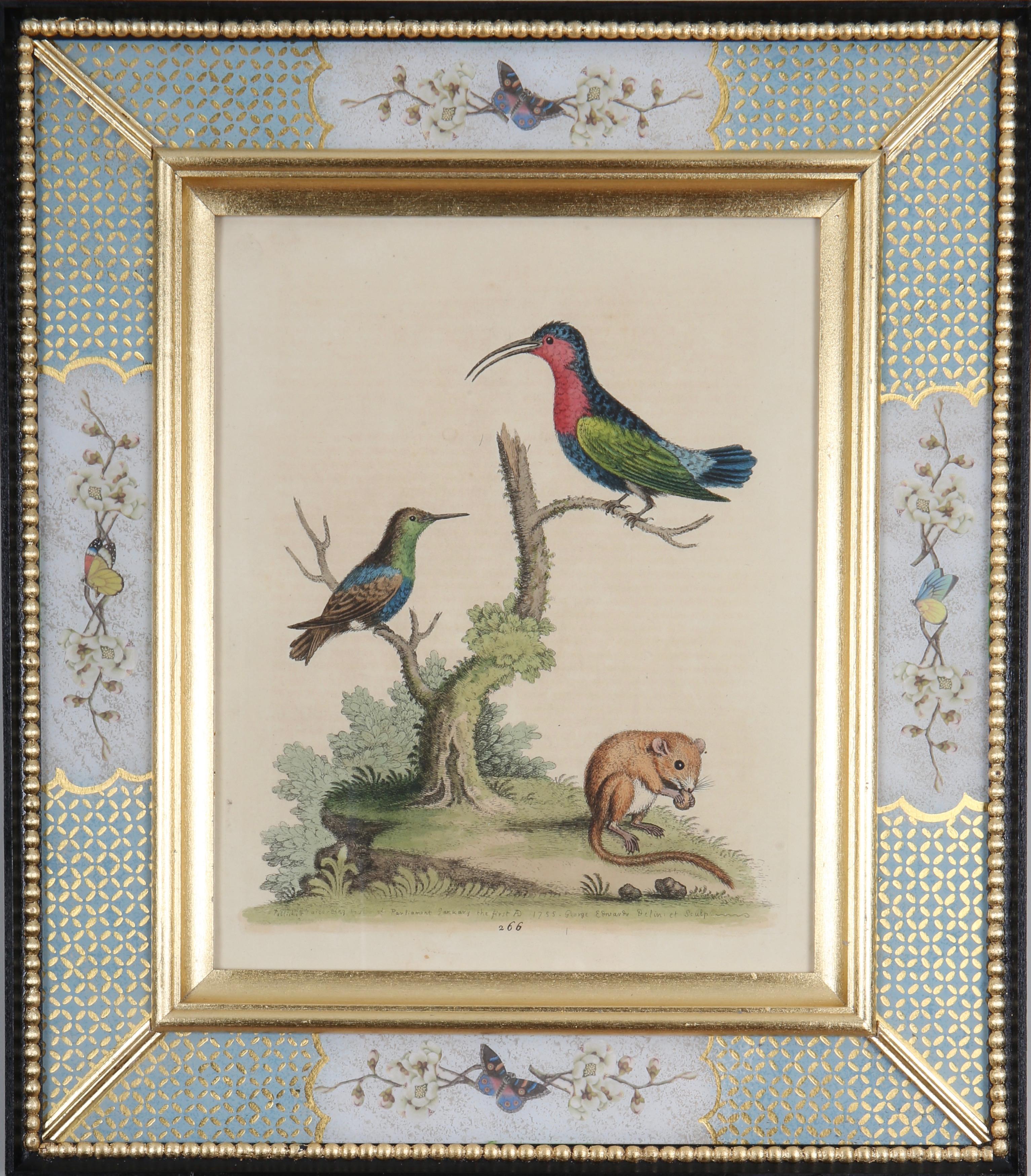 George Edwards : A Set of Twelve 18th Century Etchings of Hummingbirds For Sale 3