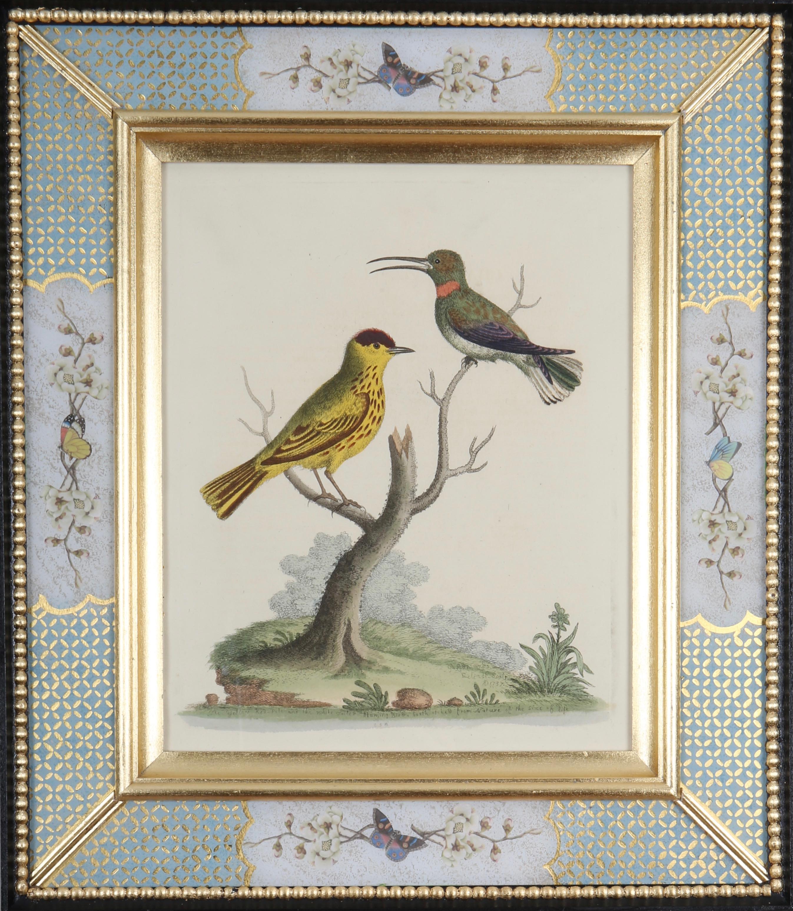 George Edwards : A Set of Twelve 18th Century Etchings of Hummingbirds For Sale 4