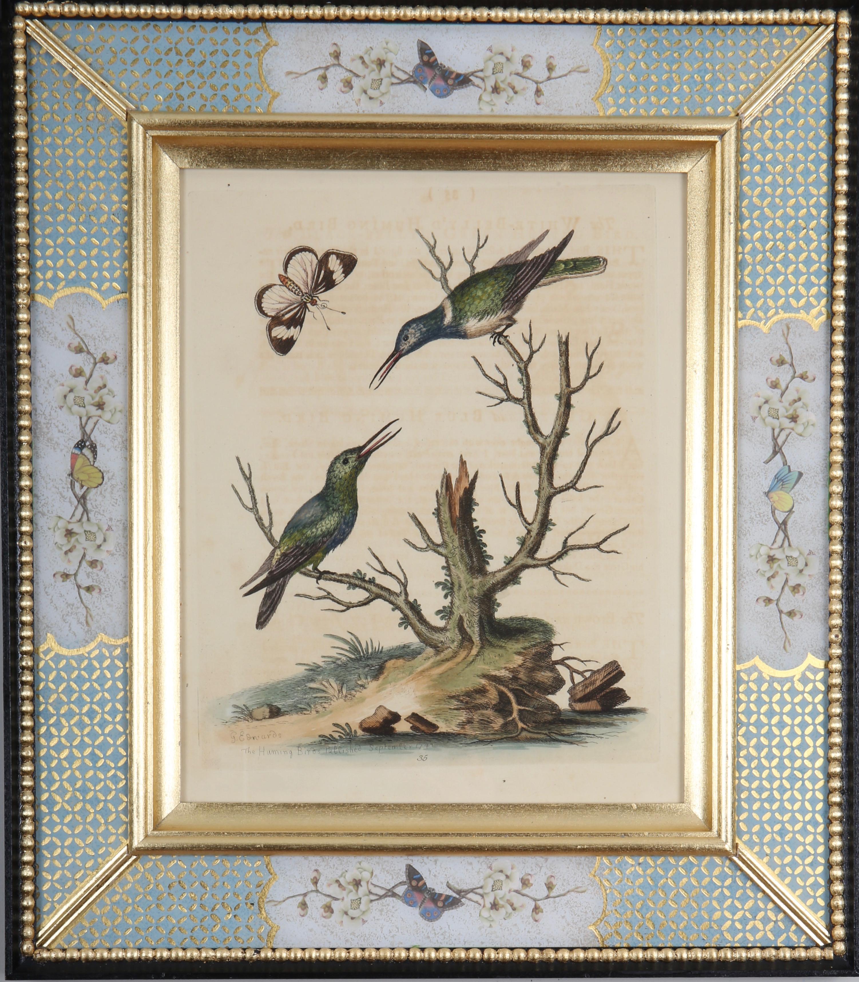 George Edwards : A Set of Twelve 18th Century Etchings of Hummingbirds For Sale 5