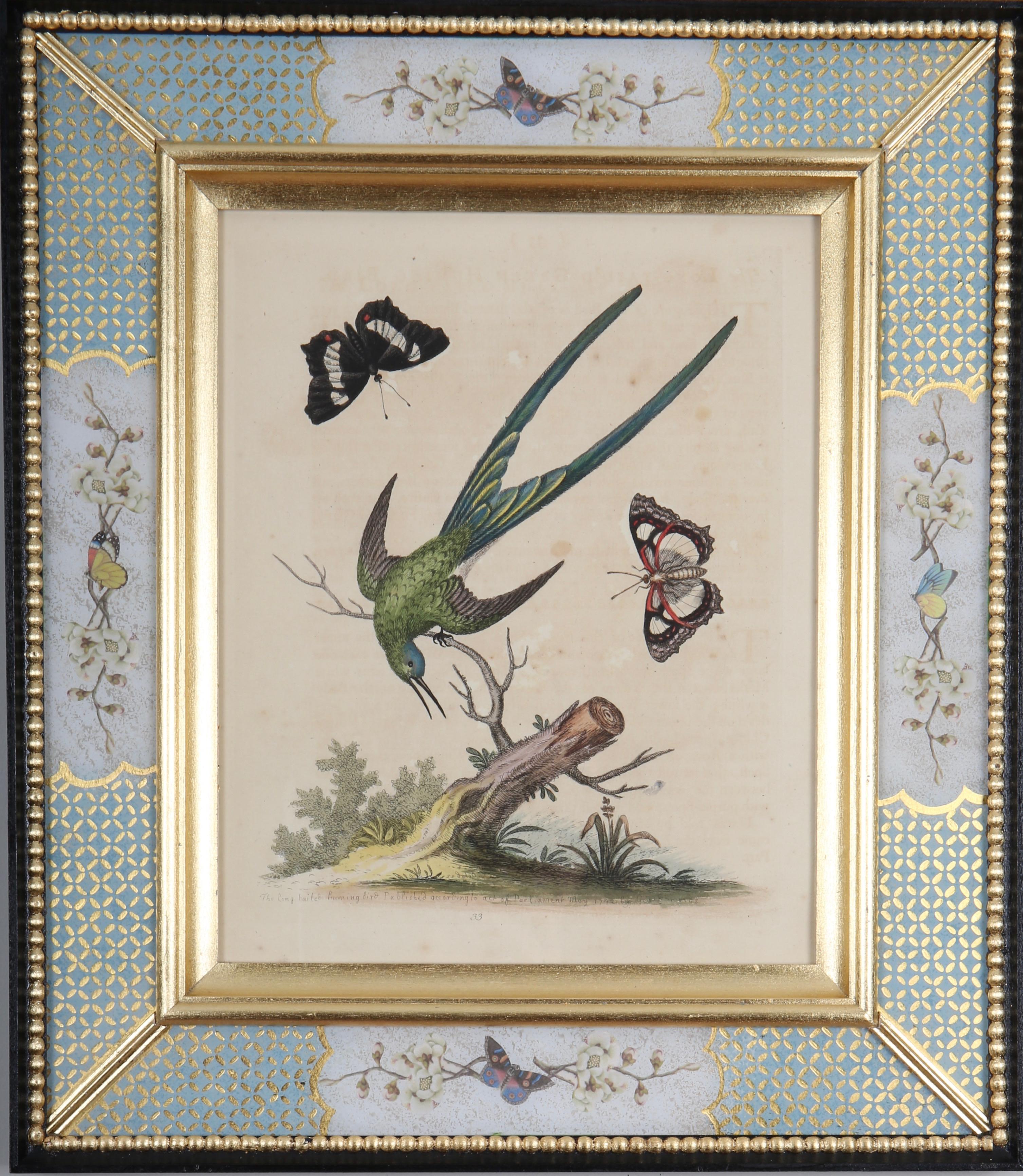 George Edwards : A Set of Twelve 18th Century Etchings of Hummingbirds For Sale 6
