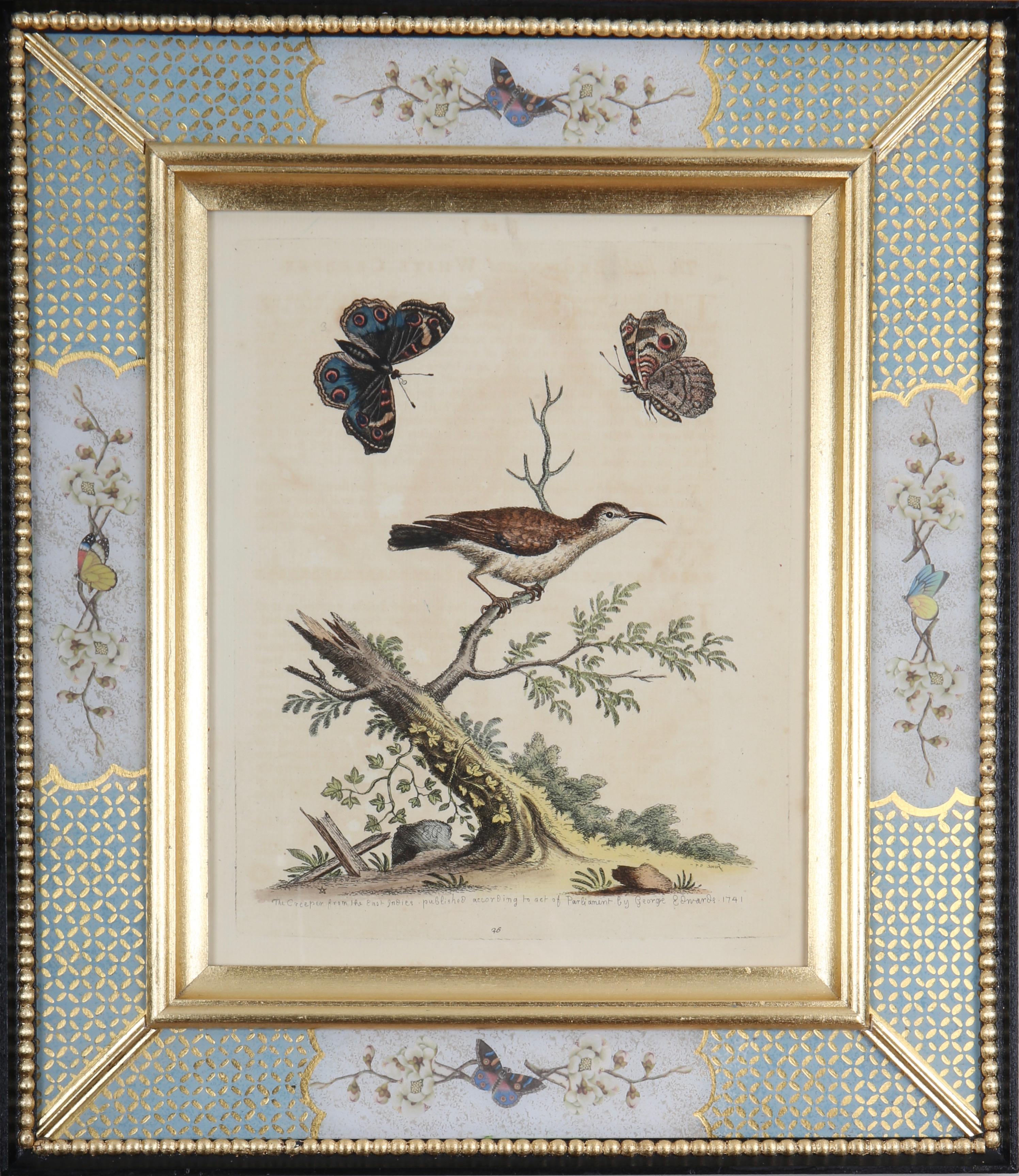 George Edwards : A Set of Twelve 18th Century Etchings of Hummingbirds For Sale 7