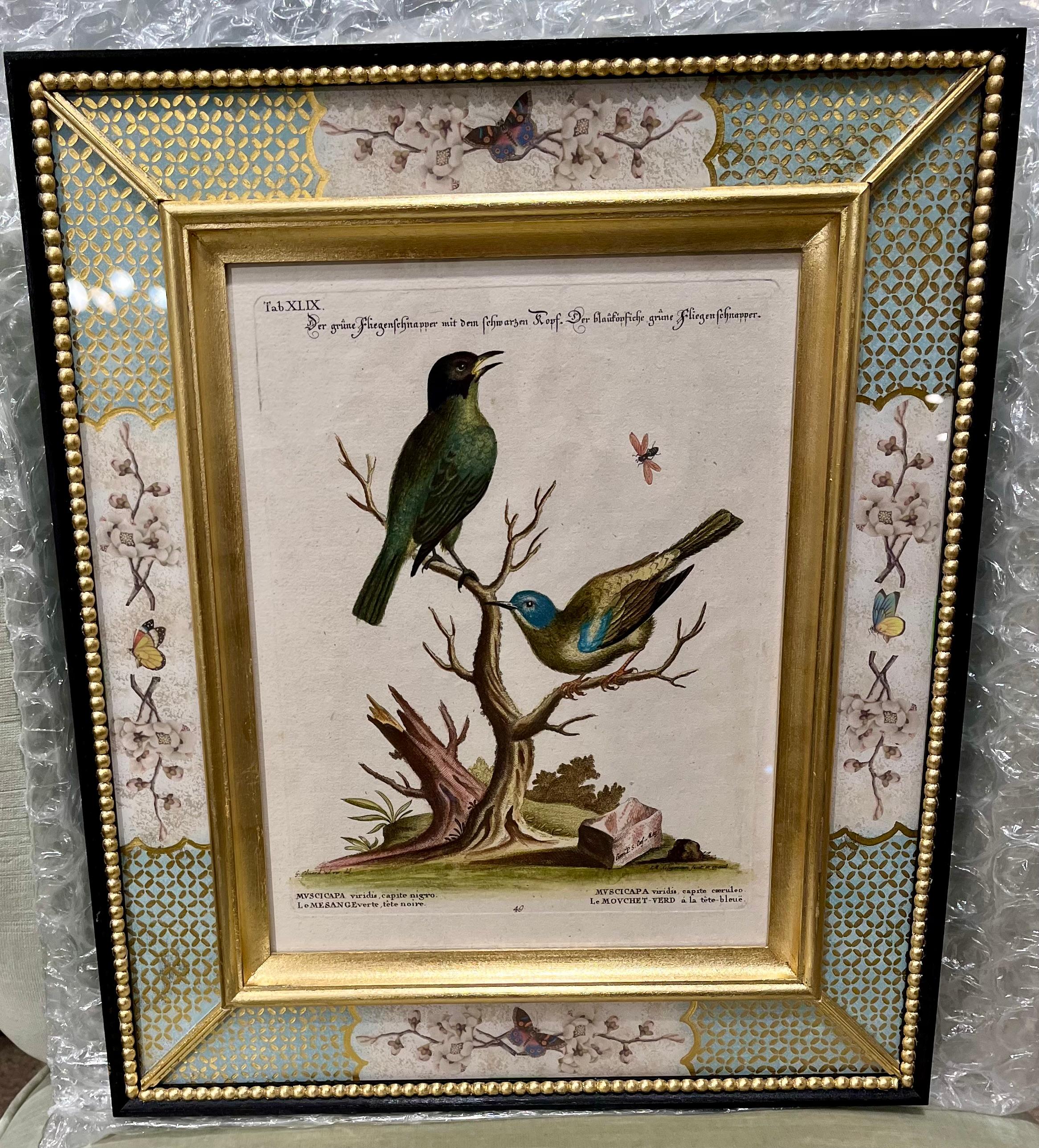 Der Preis gilt für jeden gerahmten Druck.

"Sammlung Verschiedenr Auslandischer und Selener Vogel", Nürnberg 1770-1773. Herausgegeben von Johann Michael Seligmann (1749 -1776): Stiche mit Original-Handkolorierung nach den Zeichnungen von George