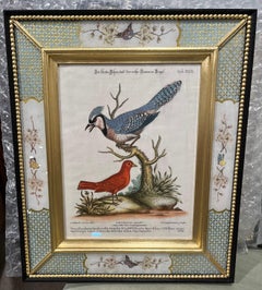 George Edwards, Gravuren von Vögeln, veröffentlicht von Seligmann, 1770. 