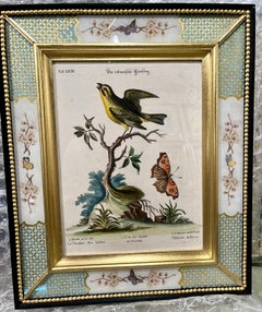 George Edwards, Gravuren von Vögeln, veröffentlicht von Seligmann, 1770. 