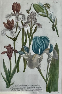 Johann Weinmann : Gravures botaniques du 18e siècle dans des cadres de décalcomanie